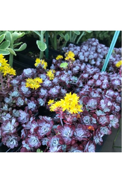 Очиток ложколистий Пурпуреум купити